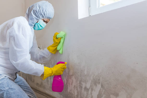 Best Mold Prevention Services  in Delano, MN